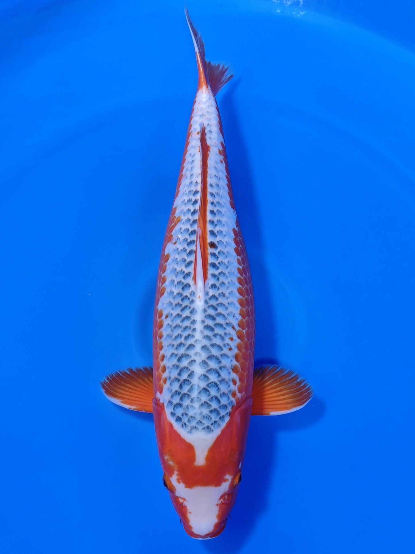 Koi fish for sale — 65 cm Marusei Asagi at ChampKoi