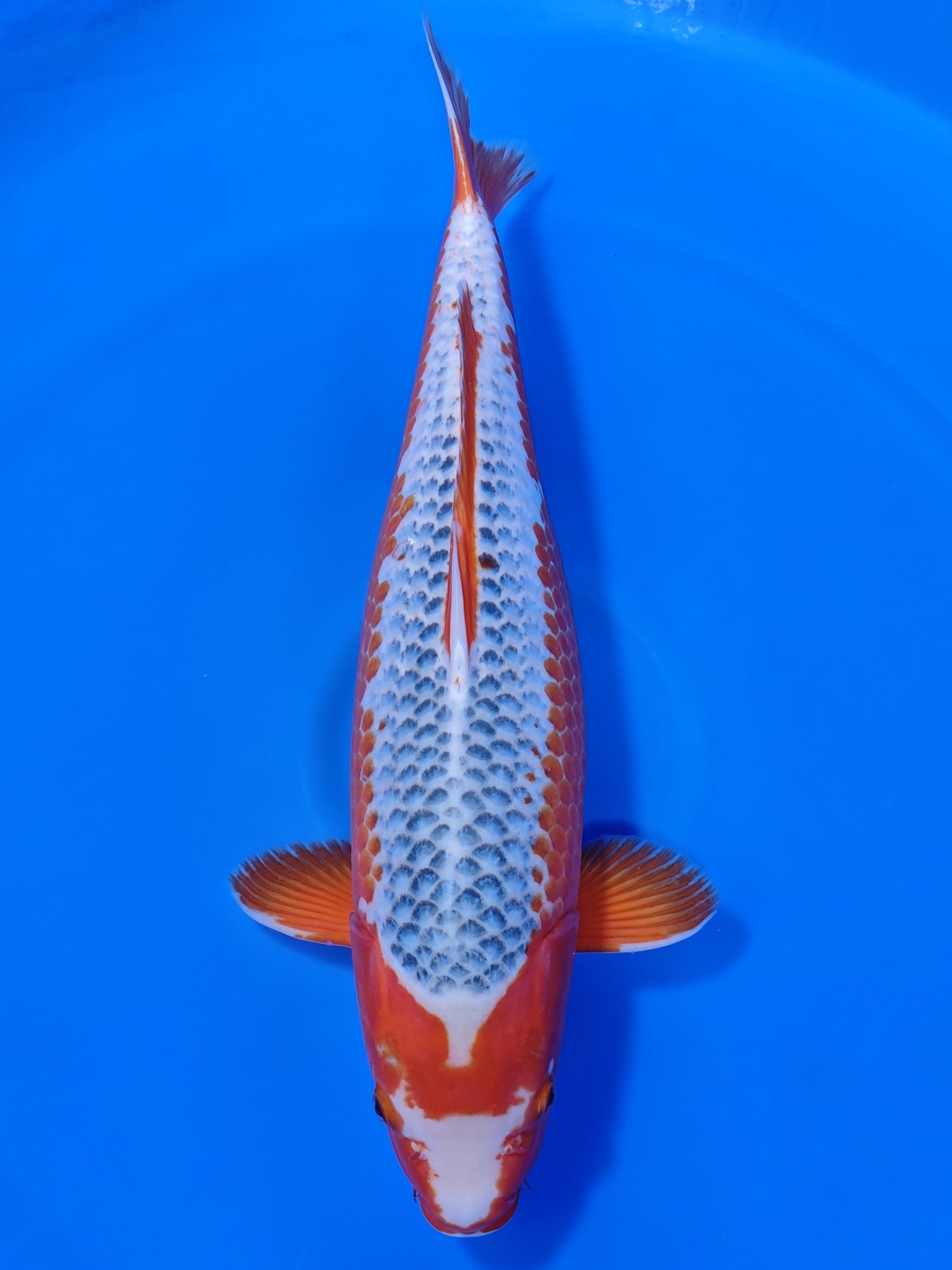 Koi fish for sale — 65 cm Marusei Asagi at ChampKoi