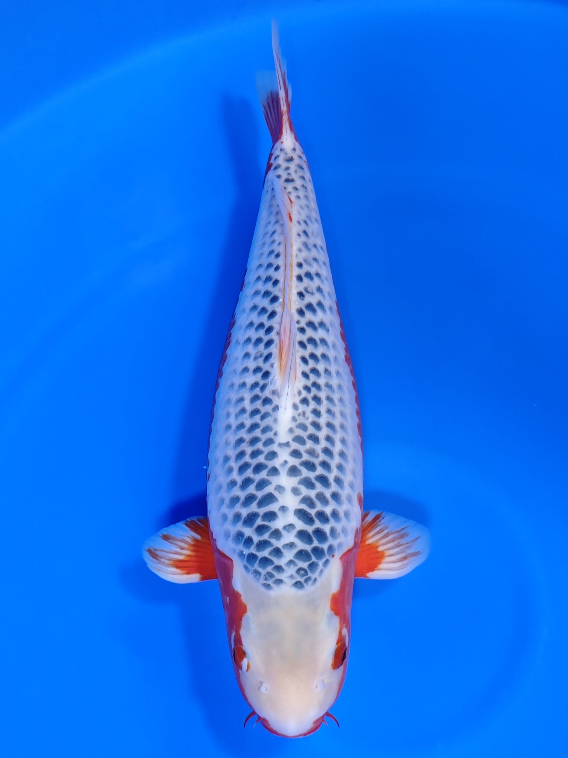 Koi fish for sale — 54 cm Marusei Asagi at ChampKoi