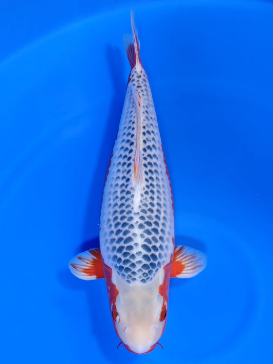 Koi fish for sale — 54 cm Marusei Asagi at ChampKoi