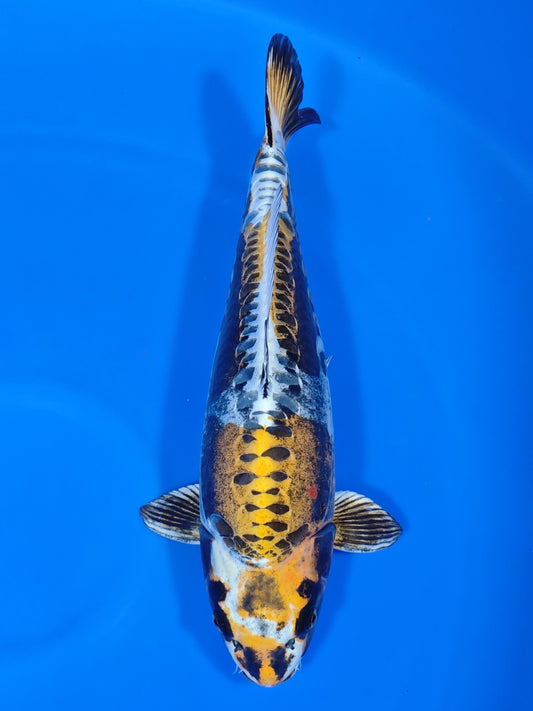 Koi fish for sale — 51 cm Marusei Doitsu Kogane Ochiba at ChampKoi