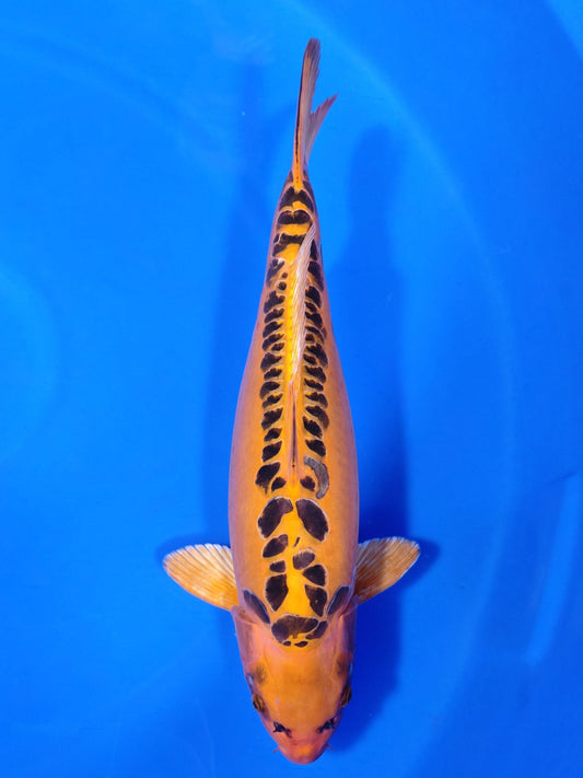 Koi fish for sale — 60 cm Marusei Mizuho Ogon at ChampKoi