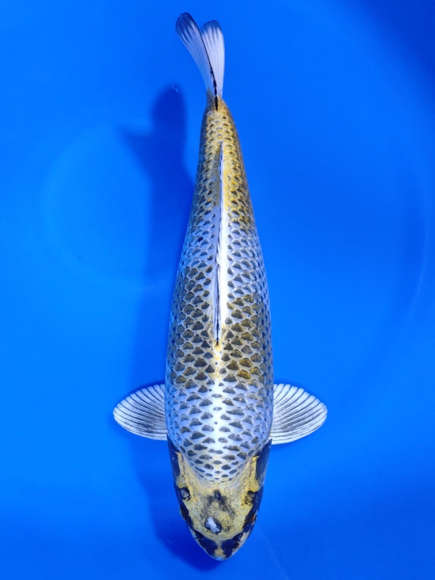 Koi fish for sale — 55 cm Marusei Kogane Ochiba at ChampKoi