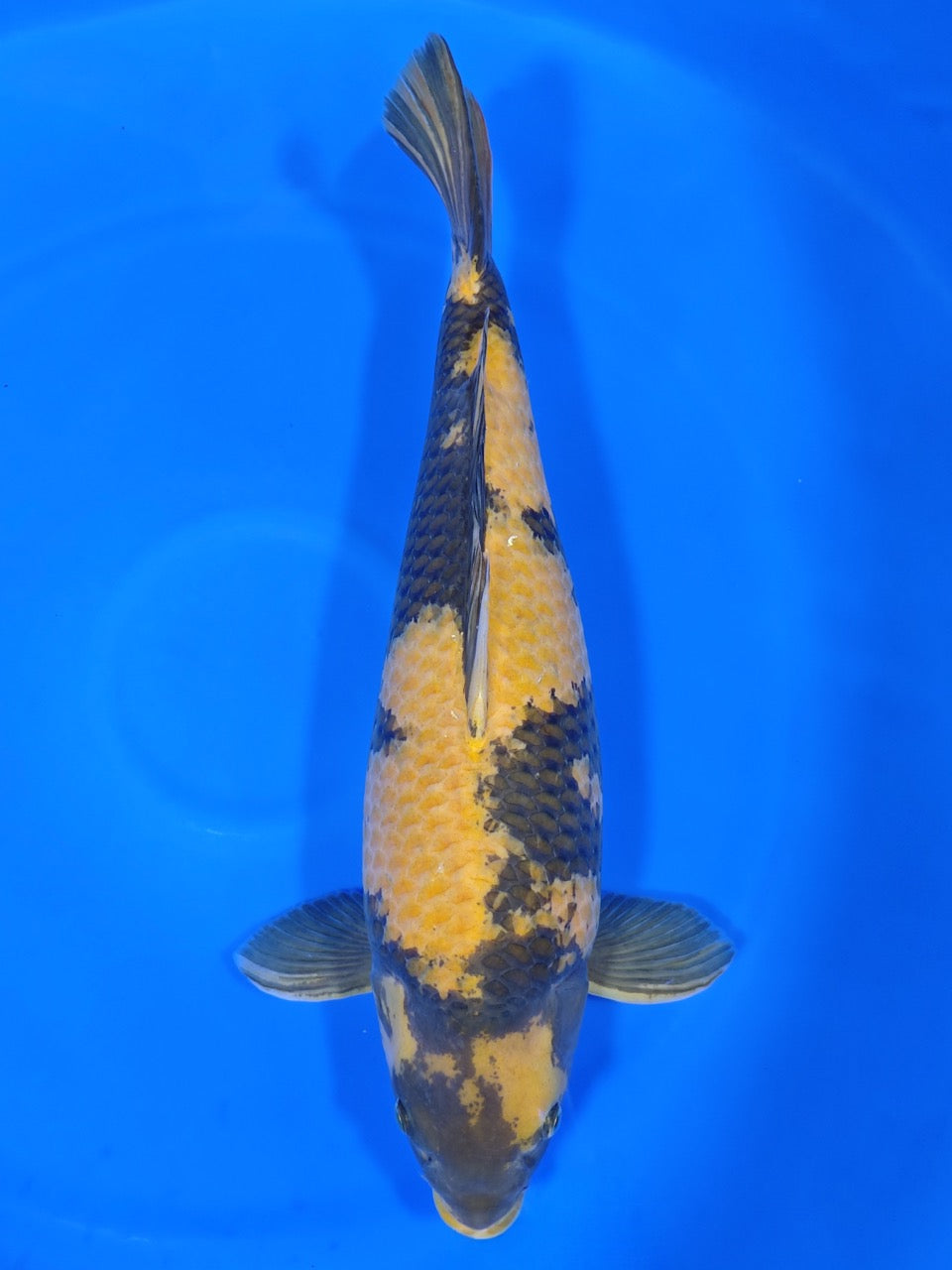 Koi fish for sale — 65 cm Marusei Ki Utsuri at ChampKoi