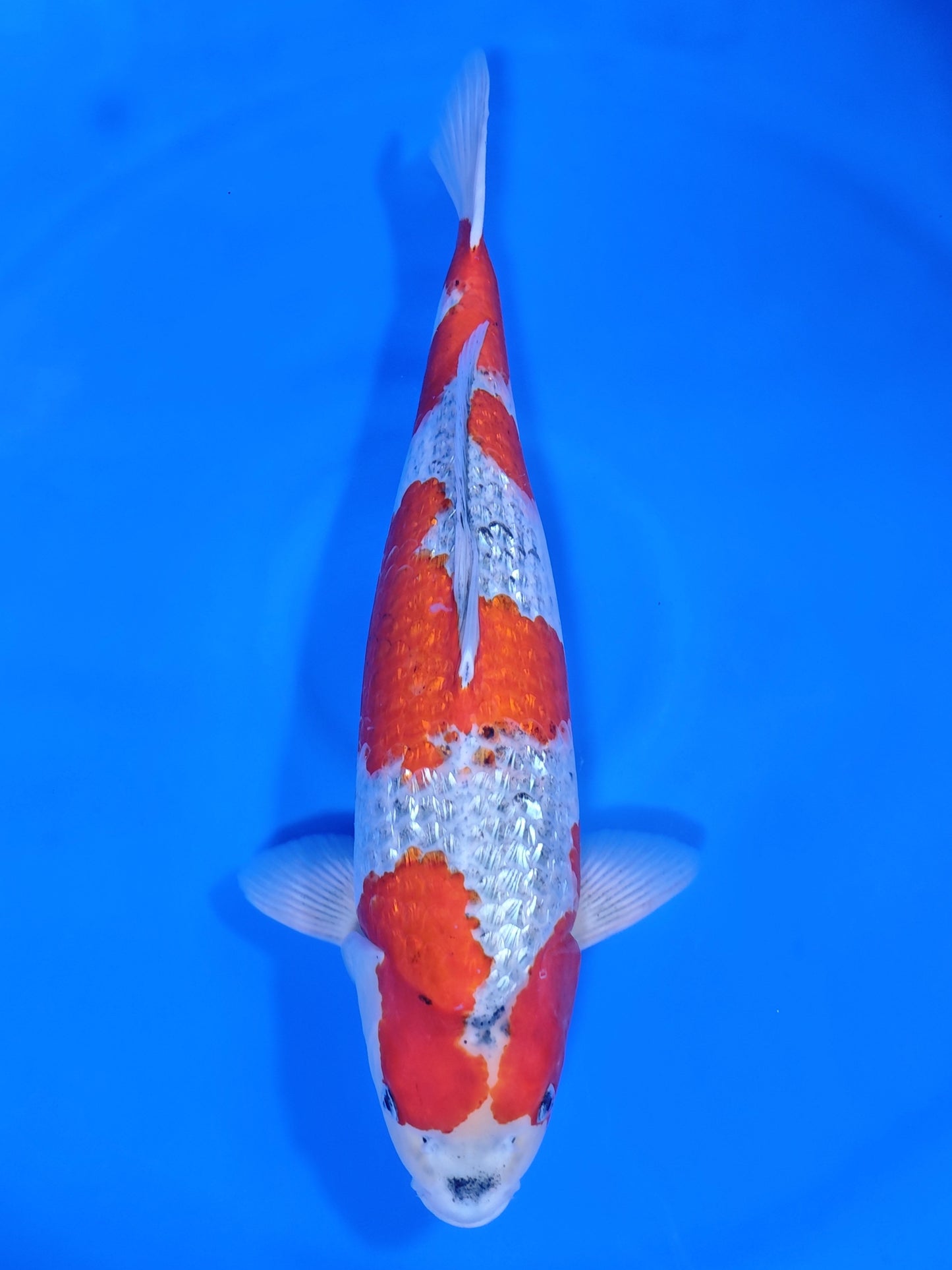 Koi fish for sale — 58 cm Ozumi Ikarashi Ginrin Goshiki at ChampKoi