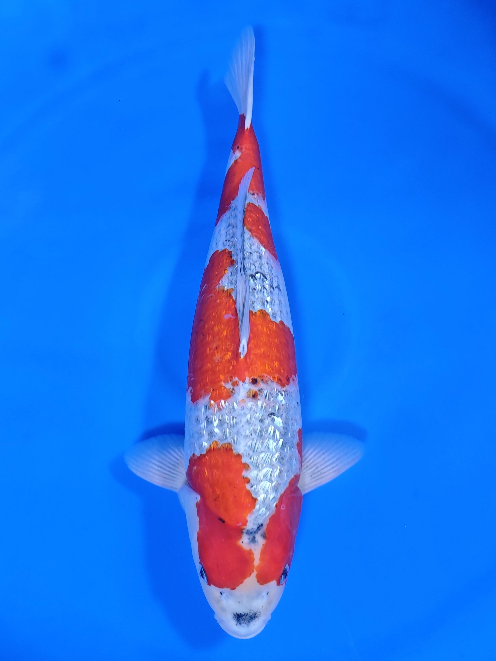 Koi fish for sale — 58 cm Ozumi Ikarashi Ginrin Goshiki at ChampKoi
