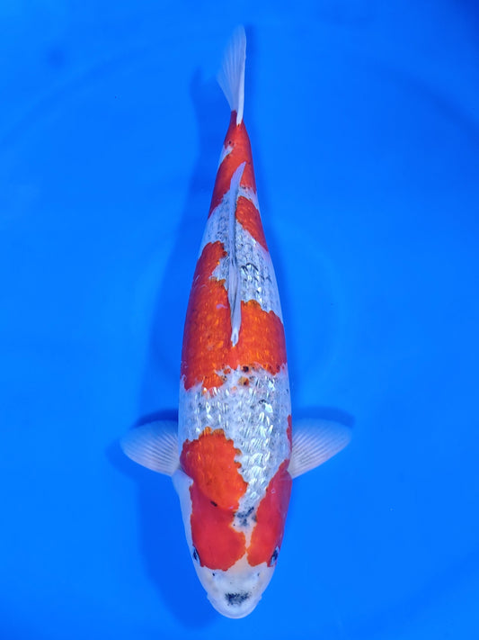 Koi fish for sale — 58 cm Ozumi Ikarashi Ginrin Goshiki at ChampKoi