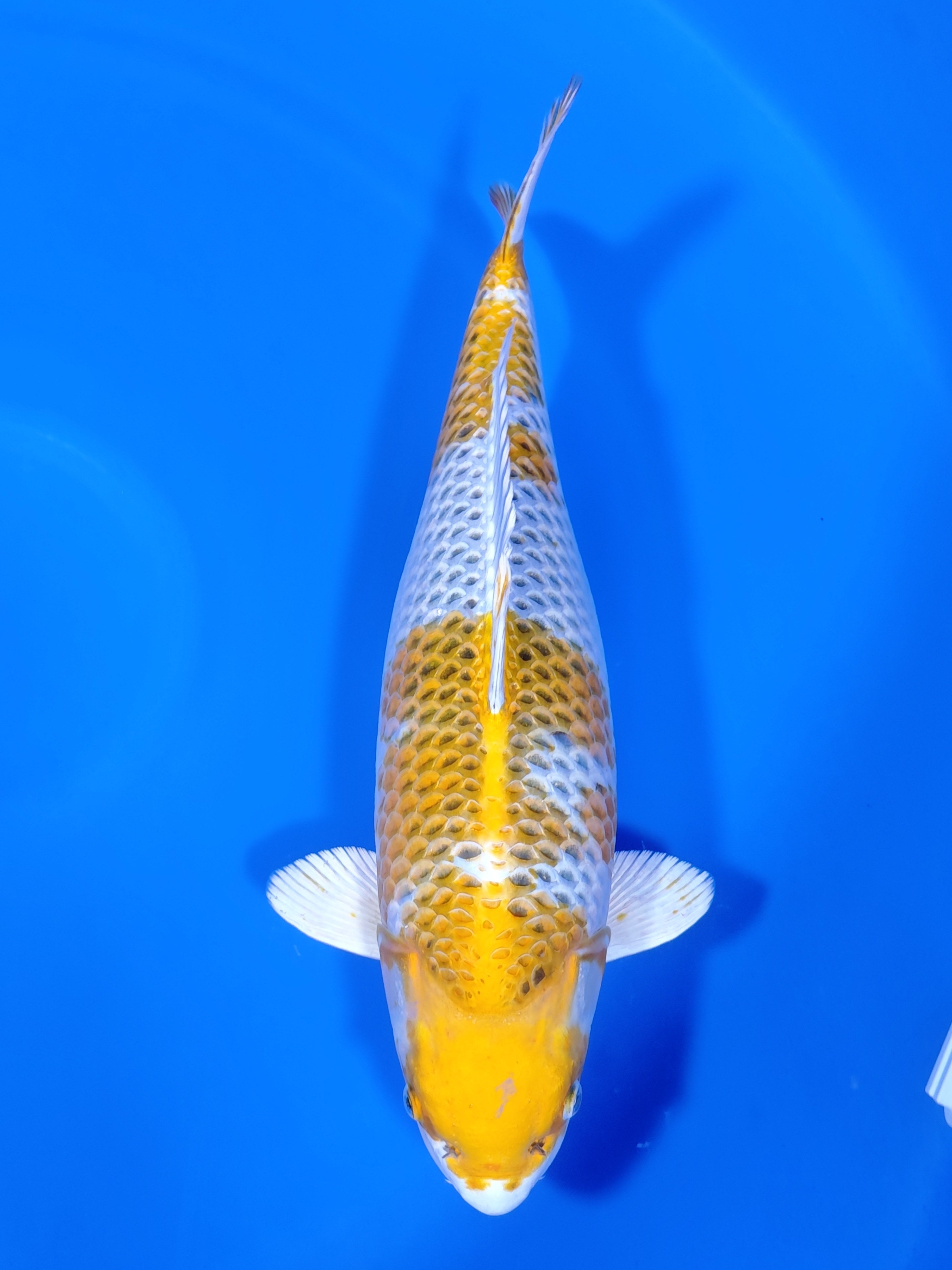 26A-011: 58cm Ozumi Ikarashi Kujaku | ChampKoi - Champion Nishikigoi