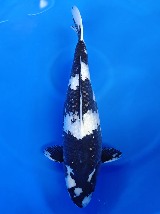 Koi fish for sale — 57 cm Sakazume Ginrin Shiro Utsuri at ChampKoi