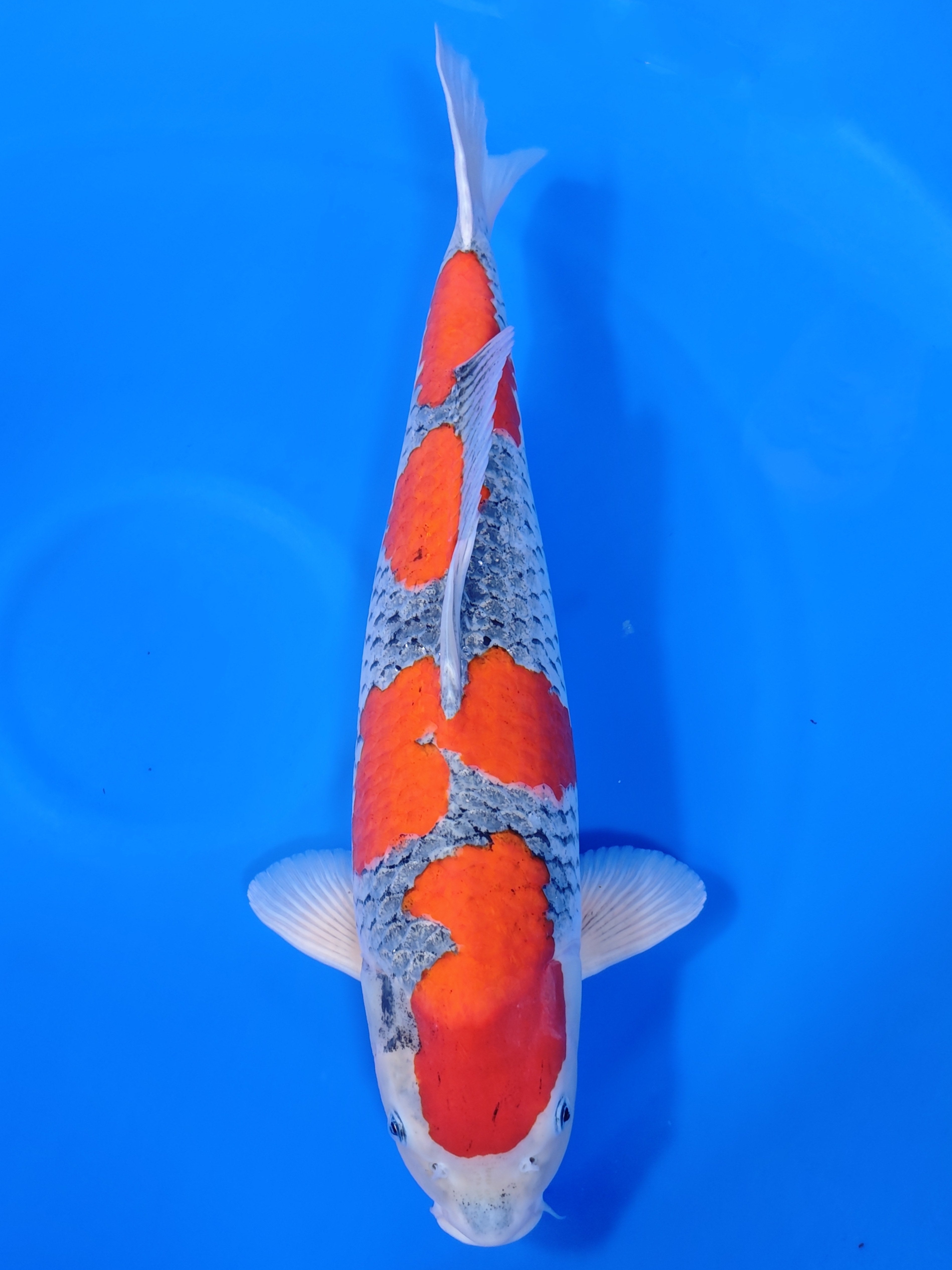 26A-015: 62cm Kanno Goshiki | ChampKoi - Champion Nishikigoi