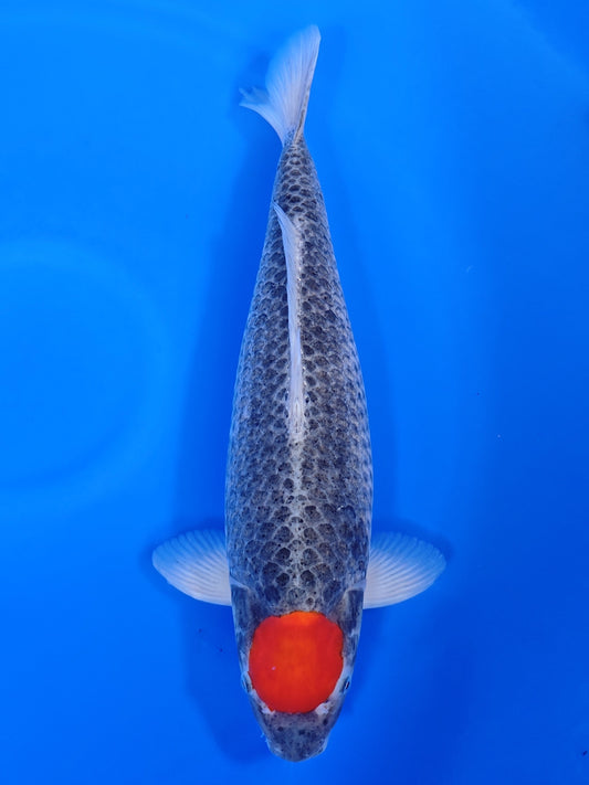 Koi fish for sale — 50 cm Kanno Tancho Goshiki at ChampKoi