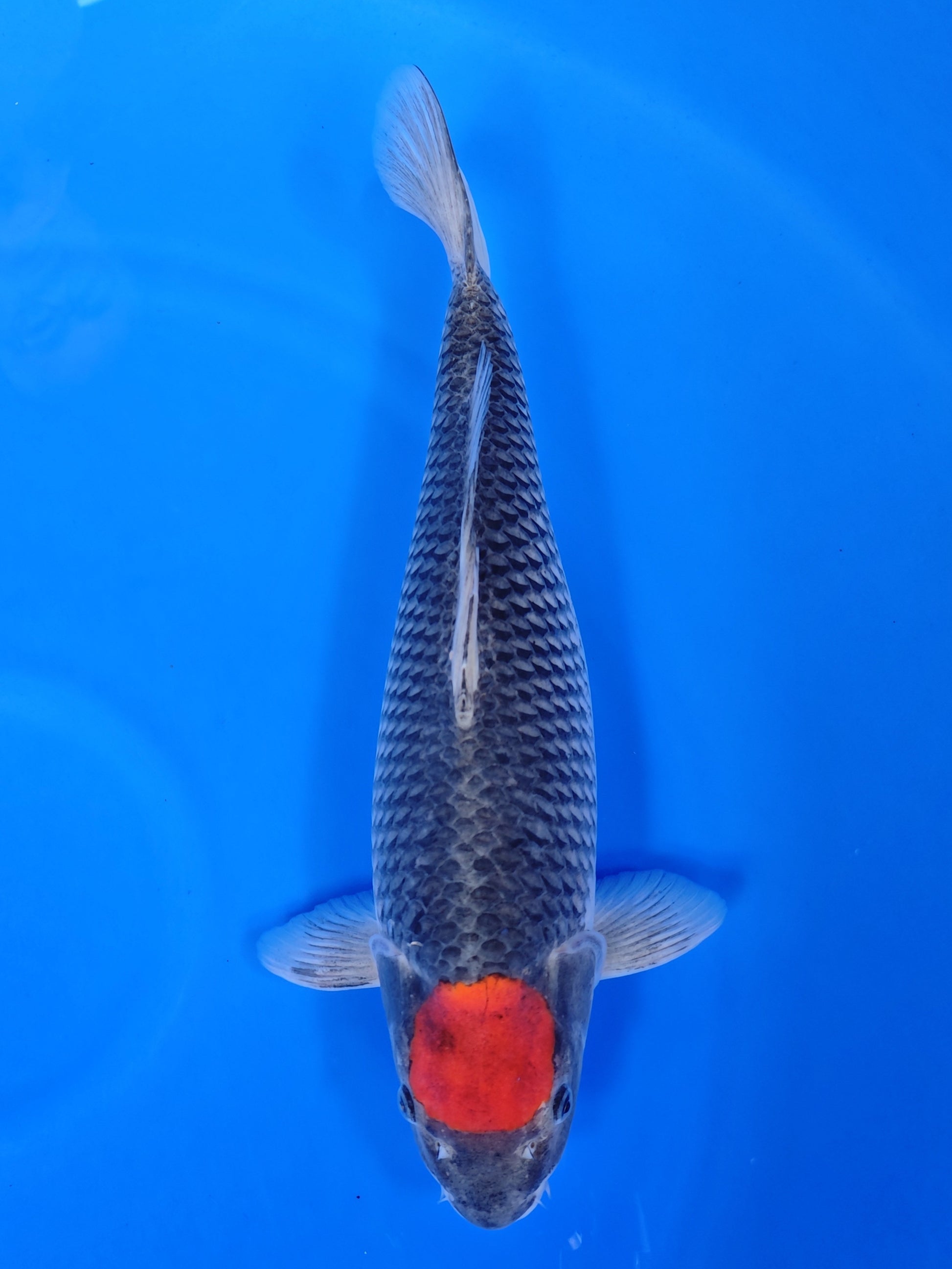 Koi fish for sale — 56 cm Kanno Tancho Goshiki at ChampKoi