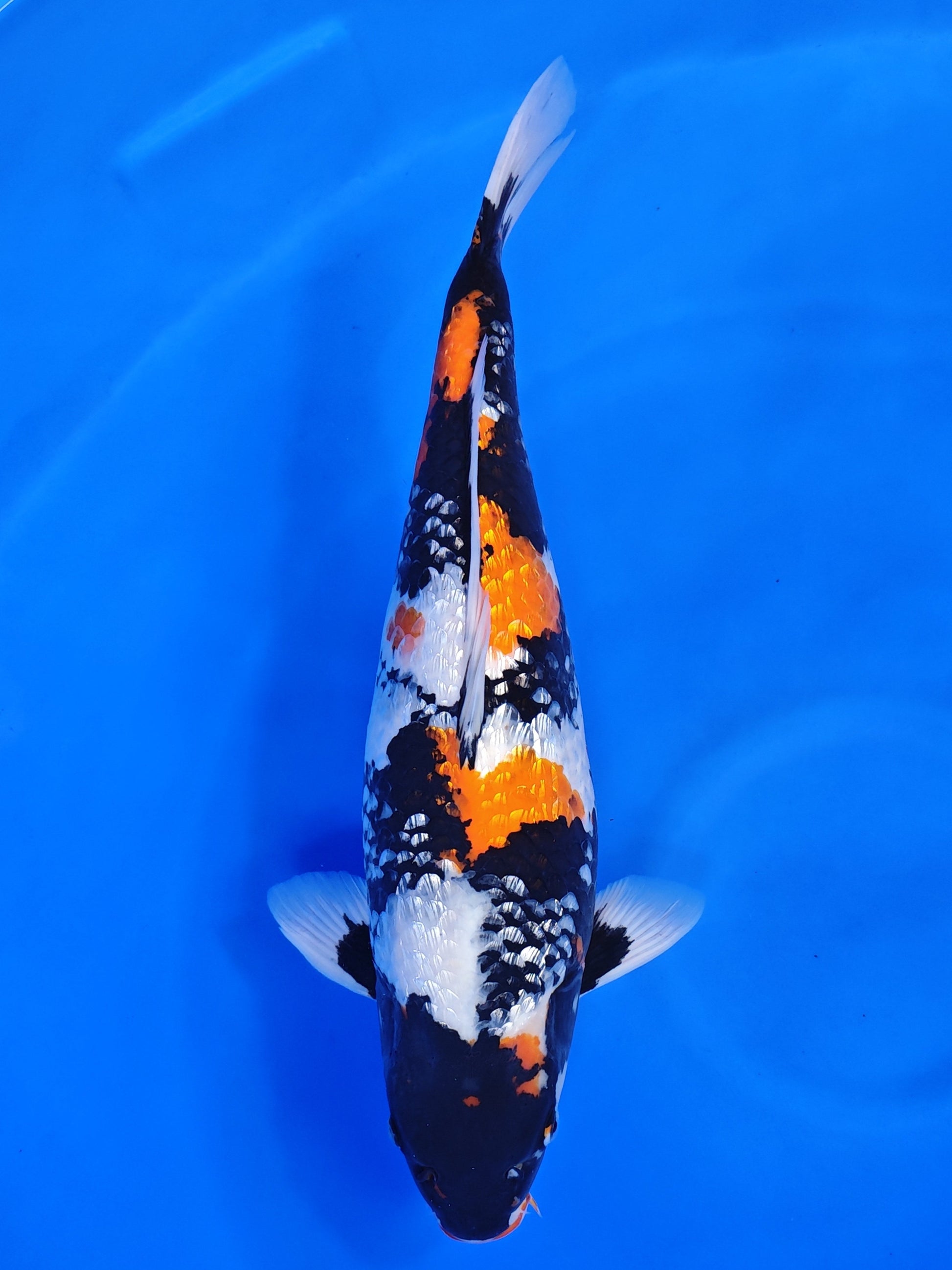 Koi fish for sale — 58 cm Shinoda Ginrin Showa at ChampKoi