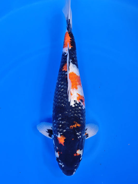 Koi fish for sale — 58 cm Shinoda Ginrin Showa at ChampKoi