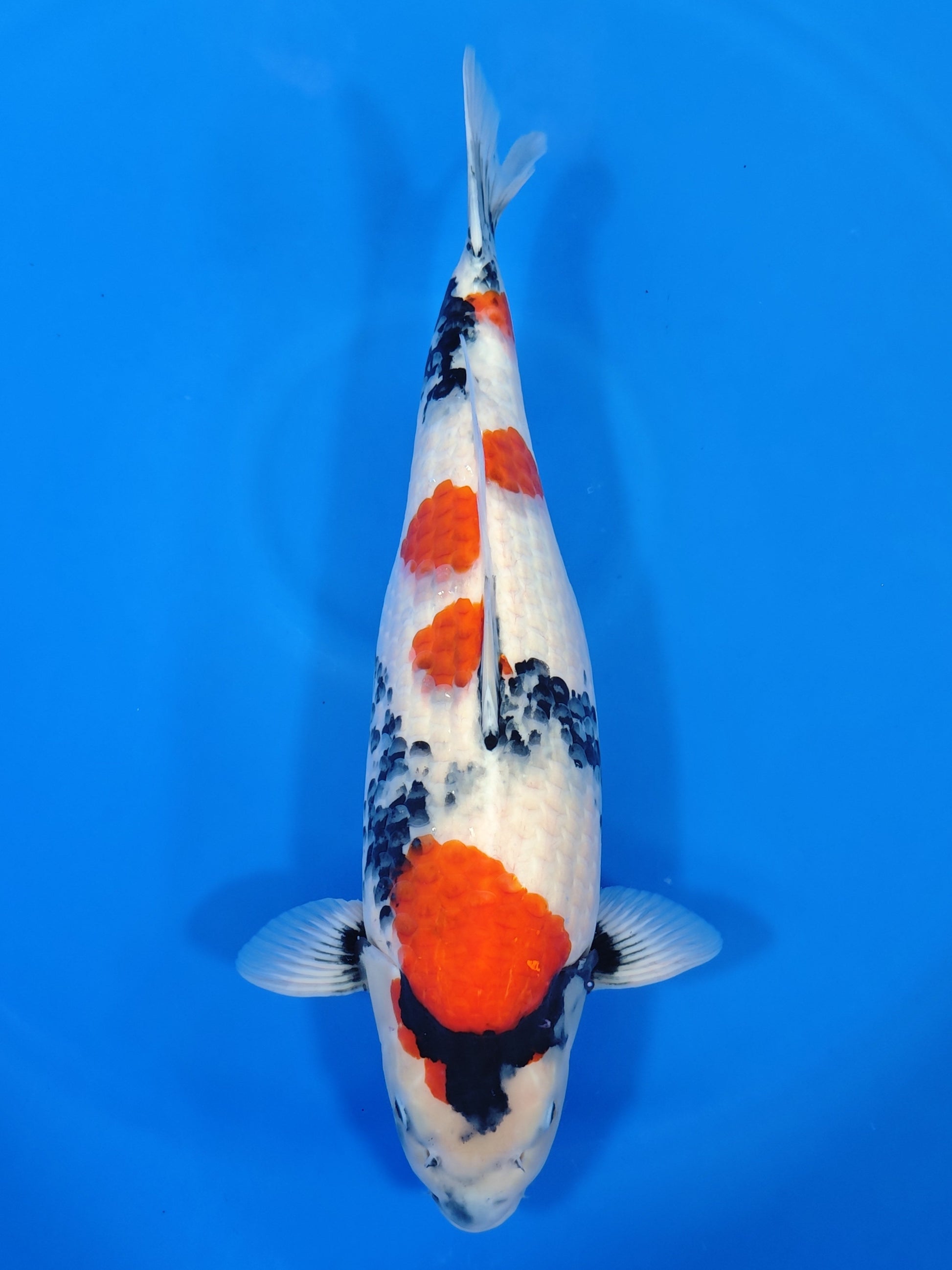 Koi fish for sale — 55 cm Isa Showa at ChampKoi