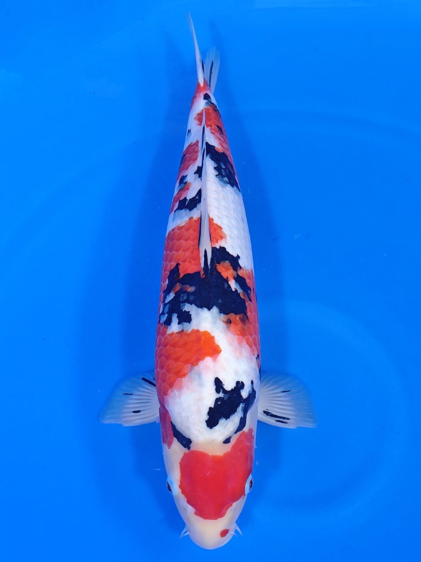Koi fish for sale — 58 cm Ooya Sanke at ChampKoi