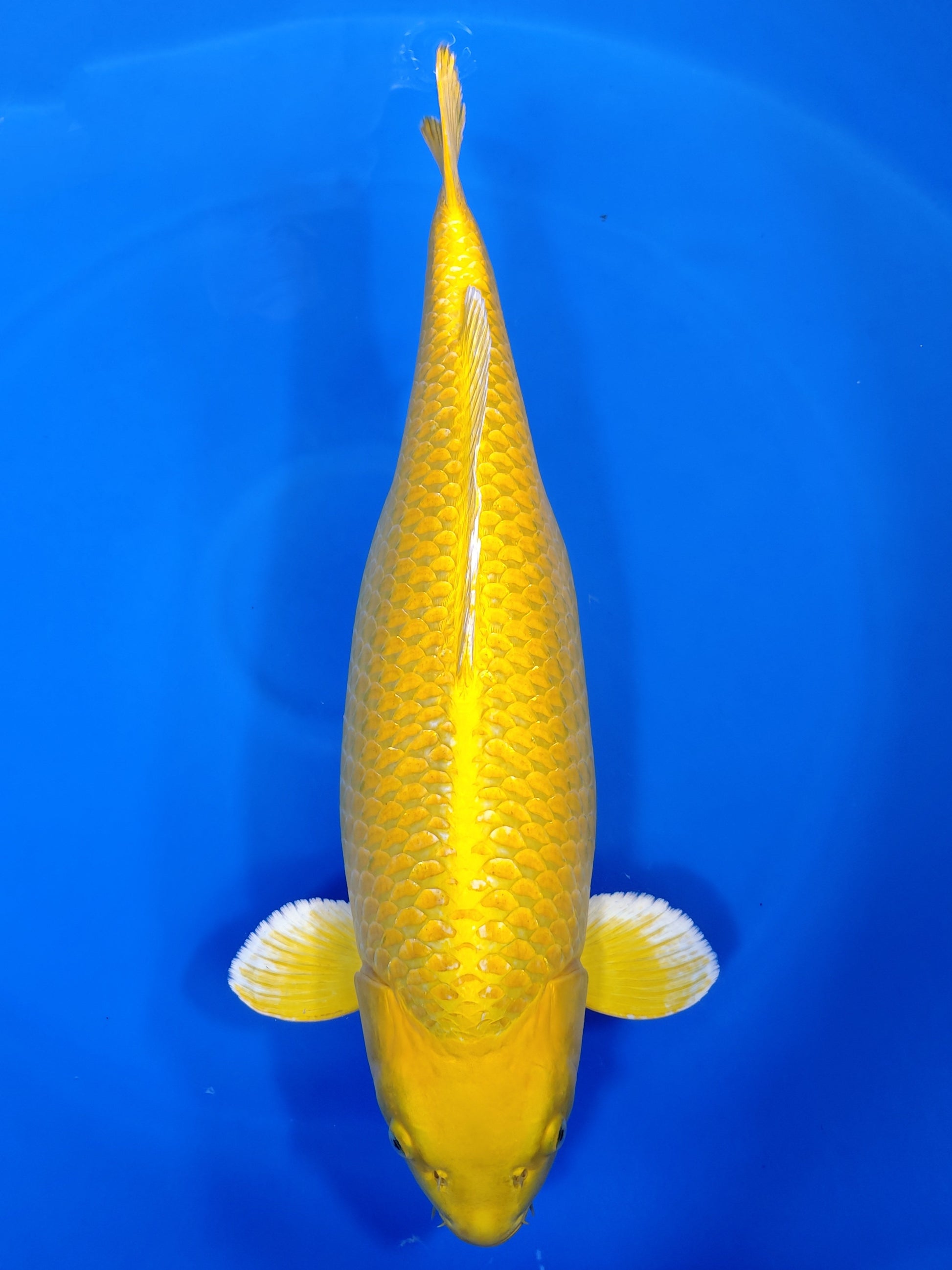 Koi fish for sale — 73 cm Sakazume Yamabuki Ogon at ChampKoi