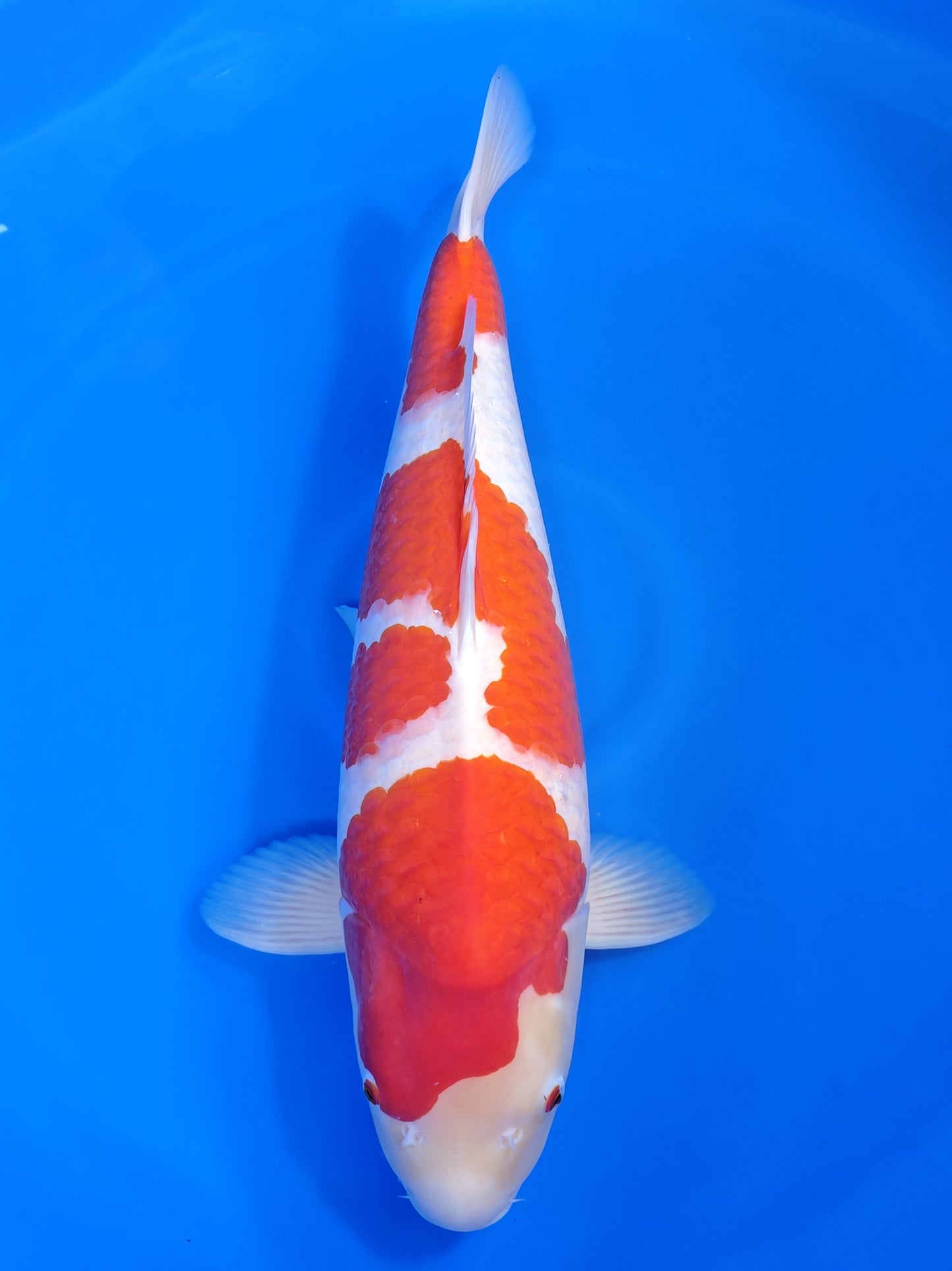 Koi fish for sale — 65 cm Marudo Kohaku at ChampKoi