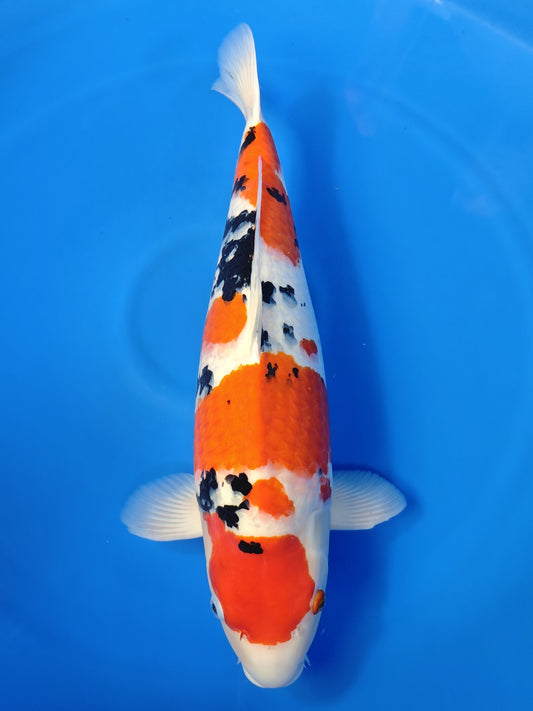 Koi fish for sale — 65 cm Marudo Sanke at ChampKoi