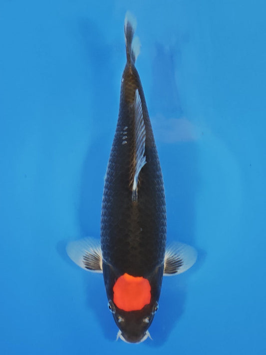 Koi fish for sale — 35 cm Kanno Tancho Goshiki at ChampKoi