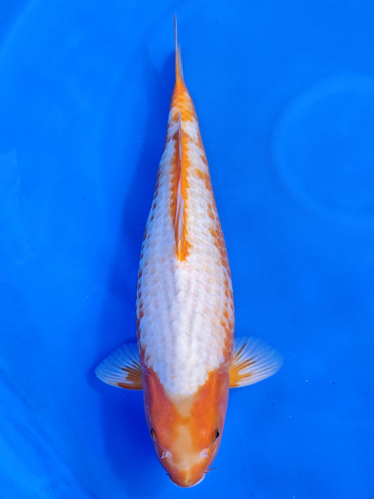 Koi fish for sale — 57 cm Takatetsu Kawarigoi at ChampKoi