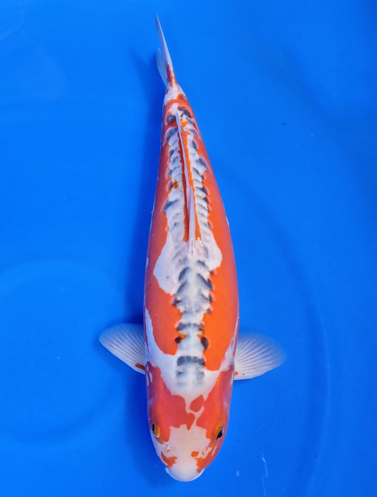 Koi fish for sale — 56 cm Marusaka Shusui at ChampKoi