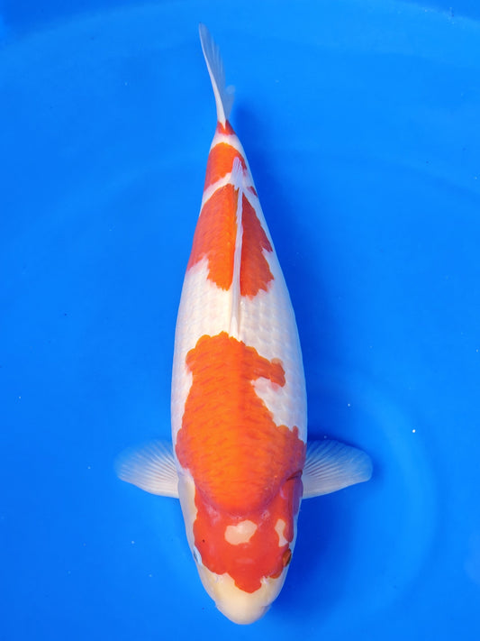 Koi fish for sale — 53 cm Izumiya Ai Goromo at ChampKoi