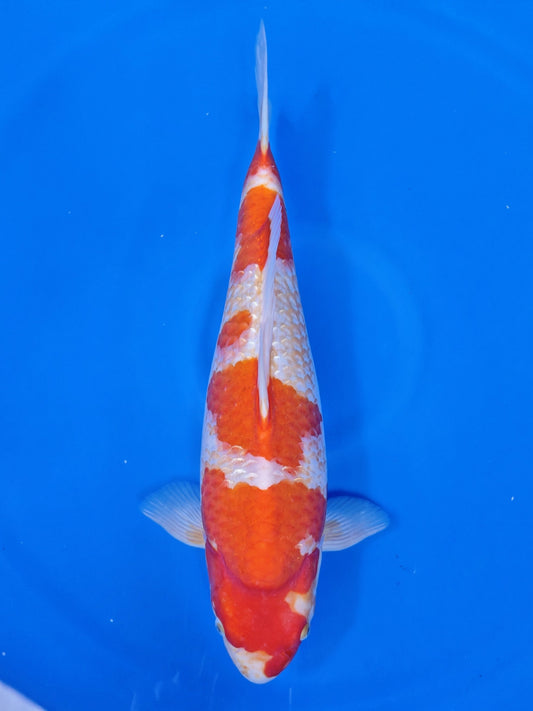 Koi fish for sale — 53 cm Izumiya Ai Goromo at ChampKoi
