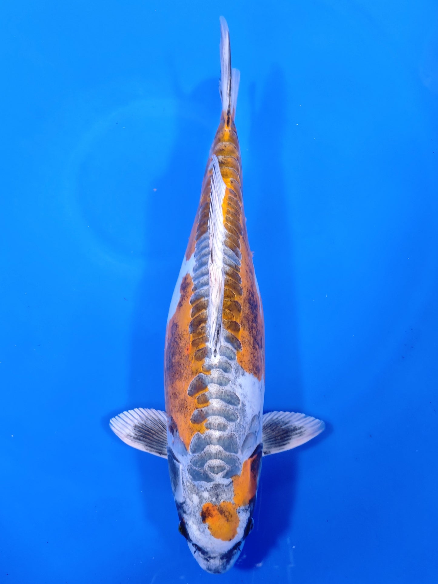 Koi fish for sale — 54 cm Marusaka Beni Kikokuryu at ChampKoi