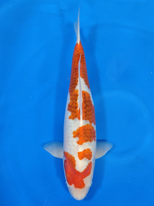 Koi fish for sale — 58 cm Izumiya Ai Goromo at ChampKoi