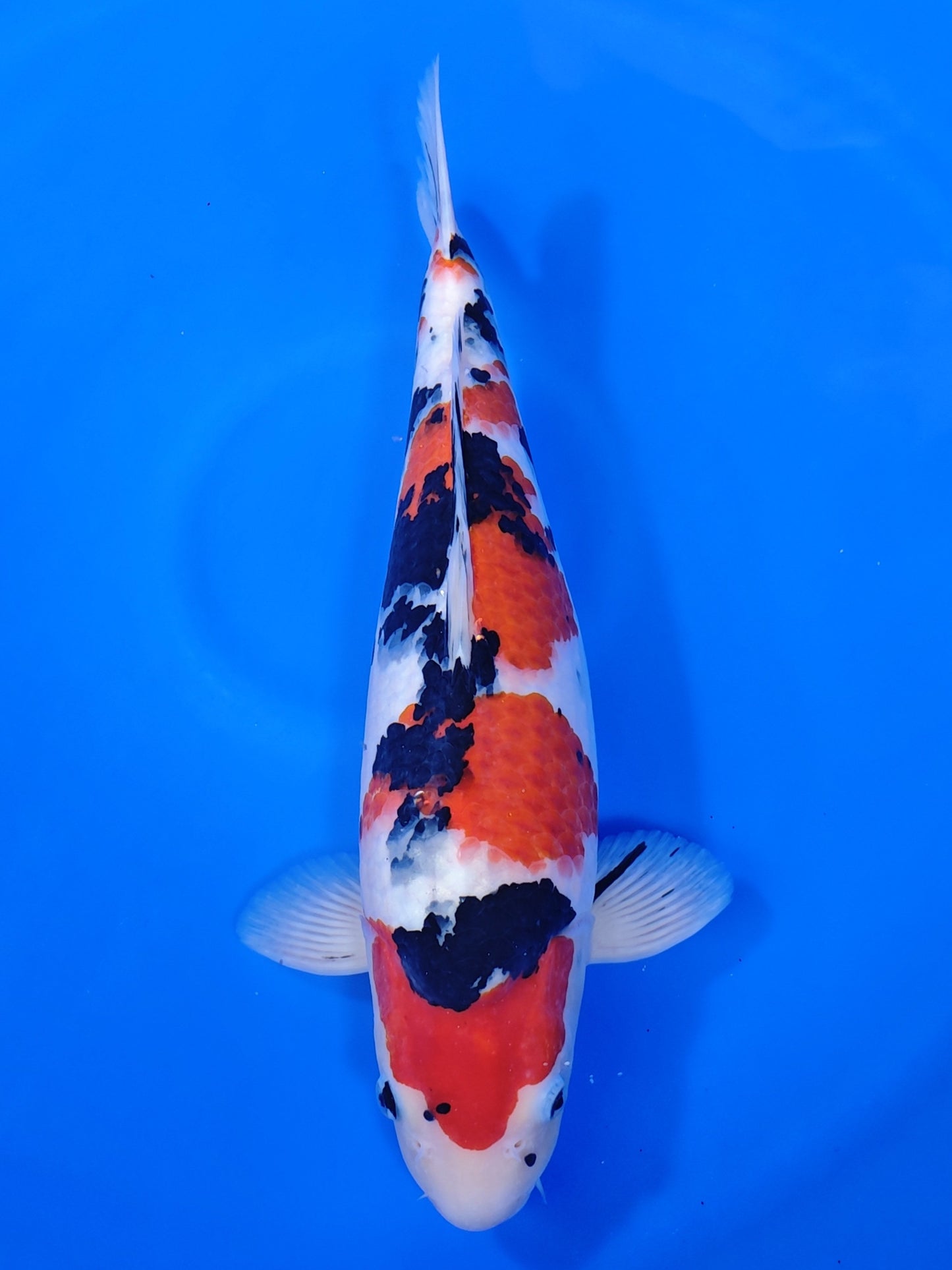 Koi fish for sale — 51 cm Marudo Sanke at ChampKoi