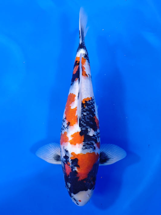 Koi fish for sale — 48 cm Izumiya Showa at ChampKoi
