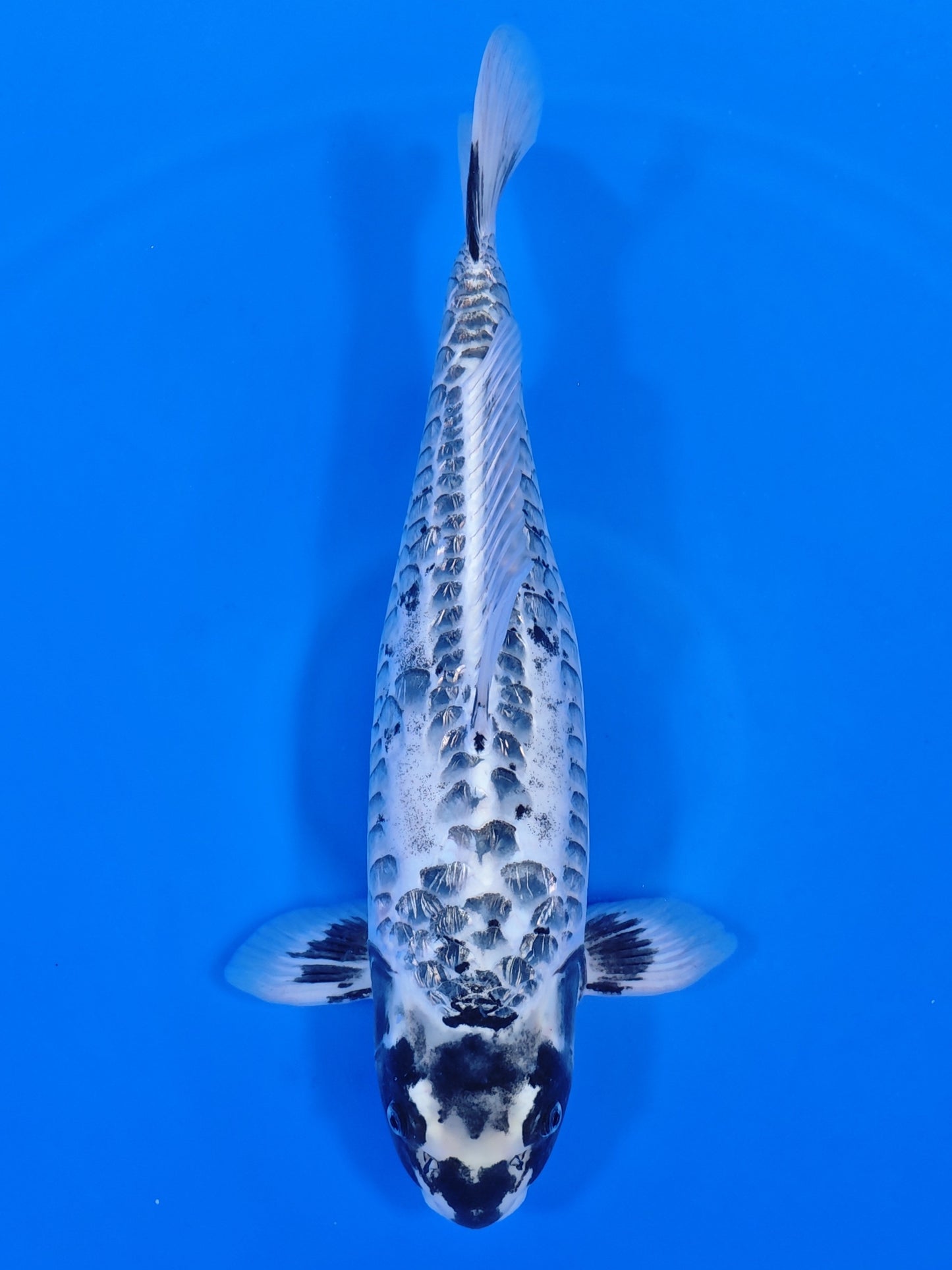 Koi fish for sale — 51 cm Takatetsu Aragoke Kikokuryu at ChampKoi