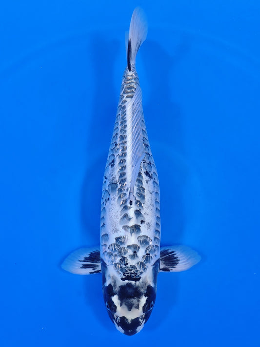 Koi fish for sale — 51 cm Takatetsu Aragoke Kikokuryu at ChampKoi