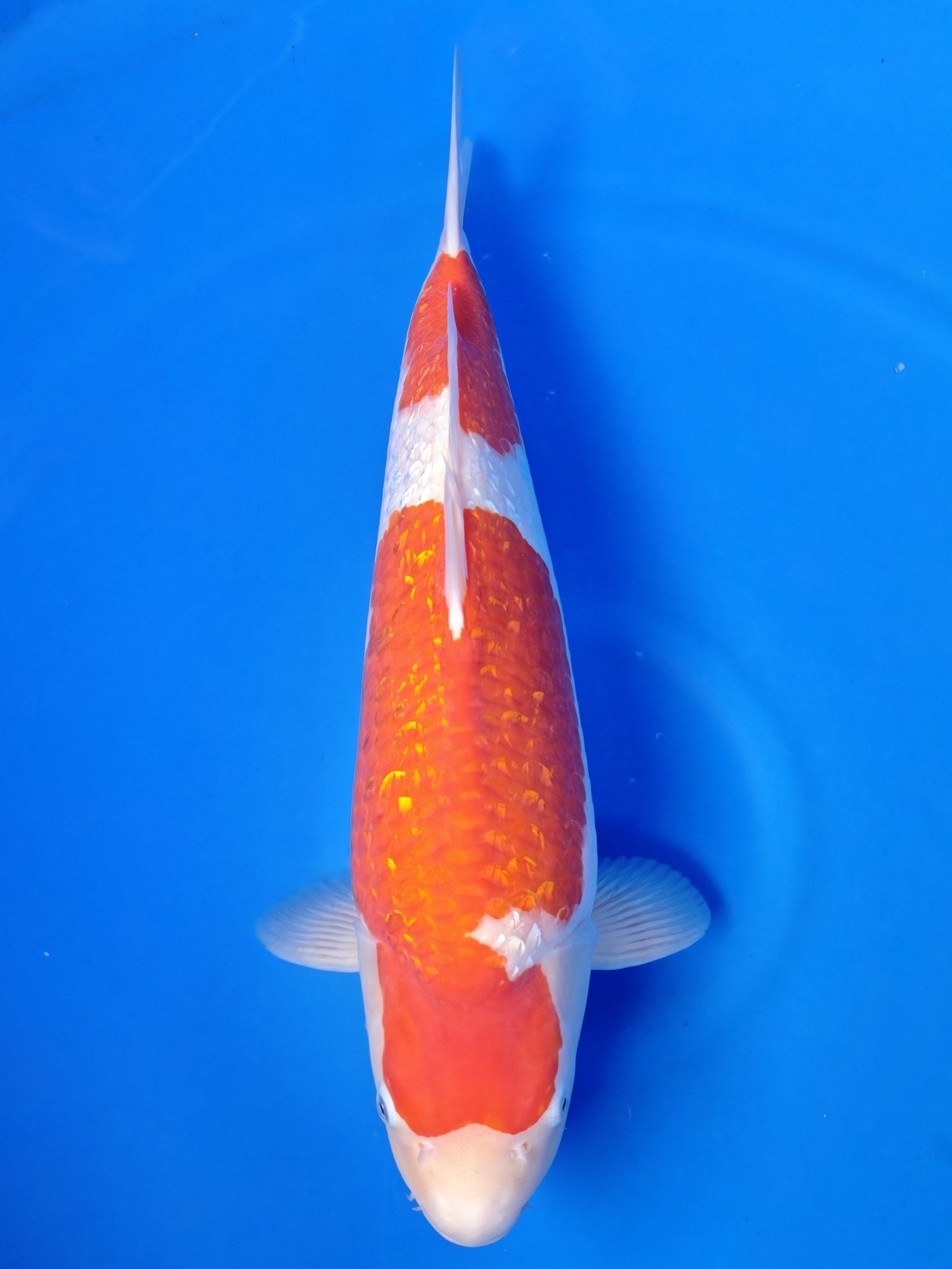 Koi fish for sale — 56 cm Teradomari Ginrin Kohaku at ChampKoi