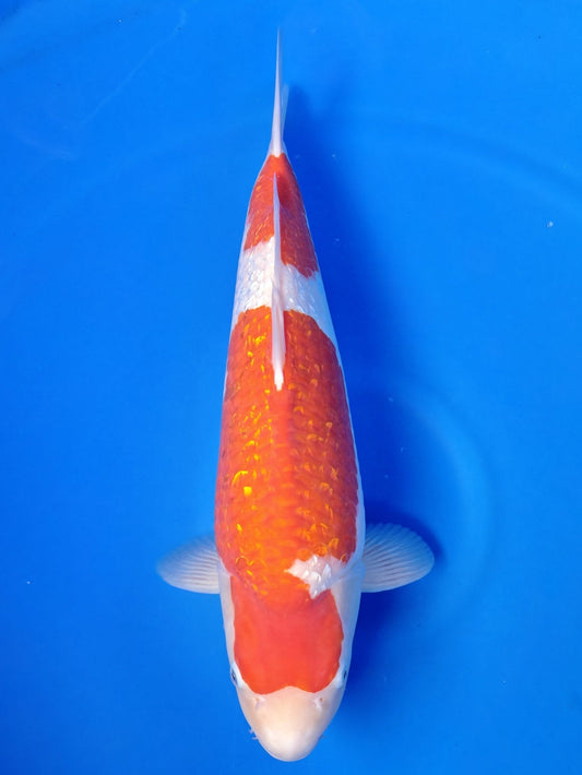 Koi fish for sale — 56 cm Teradomari Ginrin Kohaku at ChampKoi