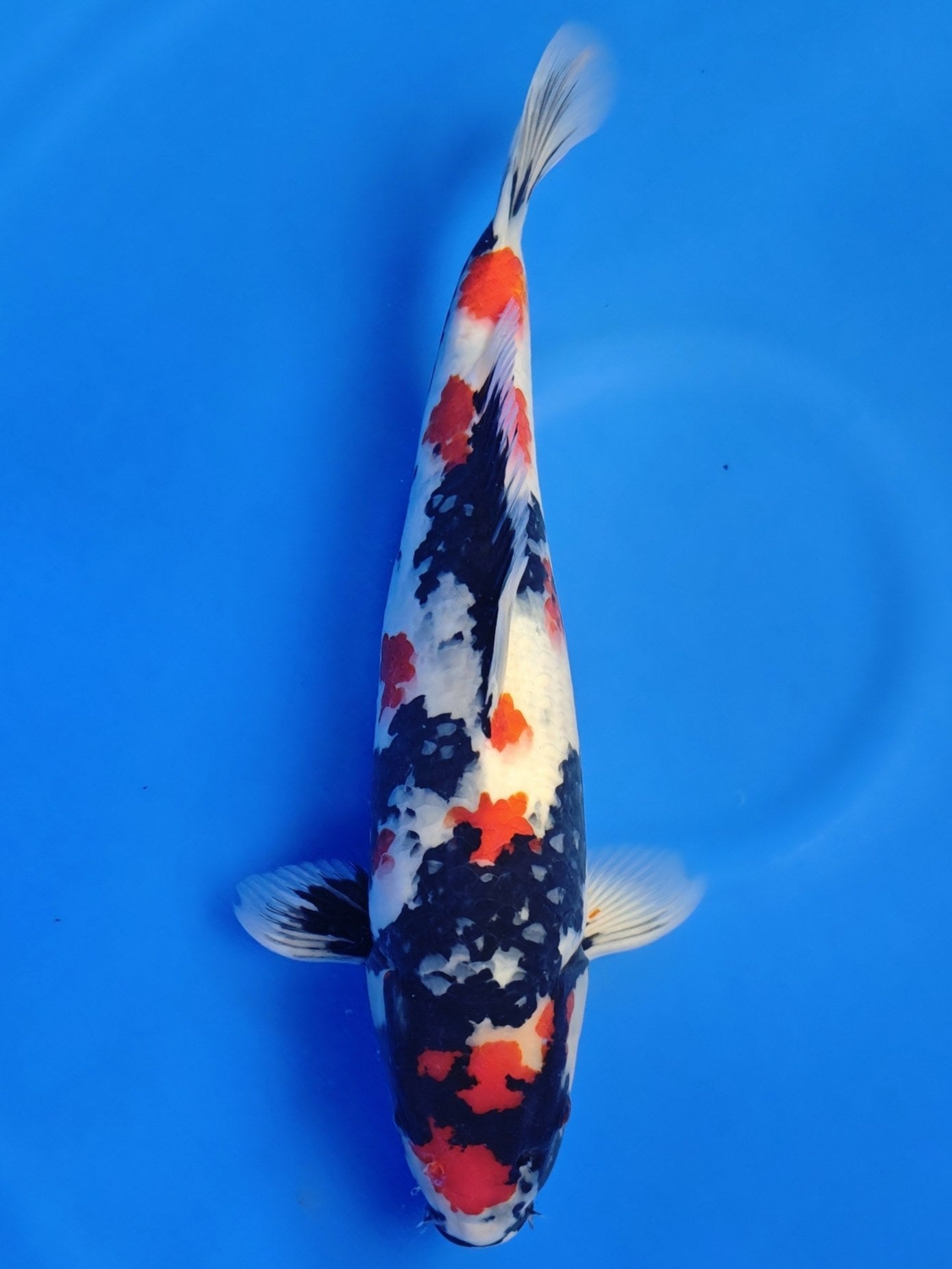 26A-042: 43cm Hoshikin Showa | ChampKoi - Champion Nishikigoi