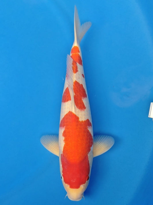 Koi fish for sale — 43 cm Hoshikin Kohaku at ChampKoi