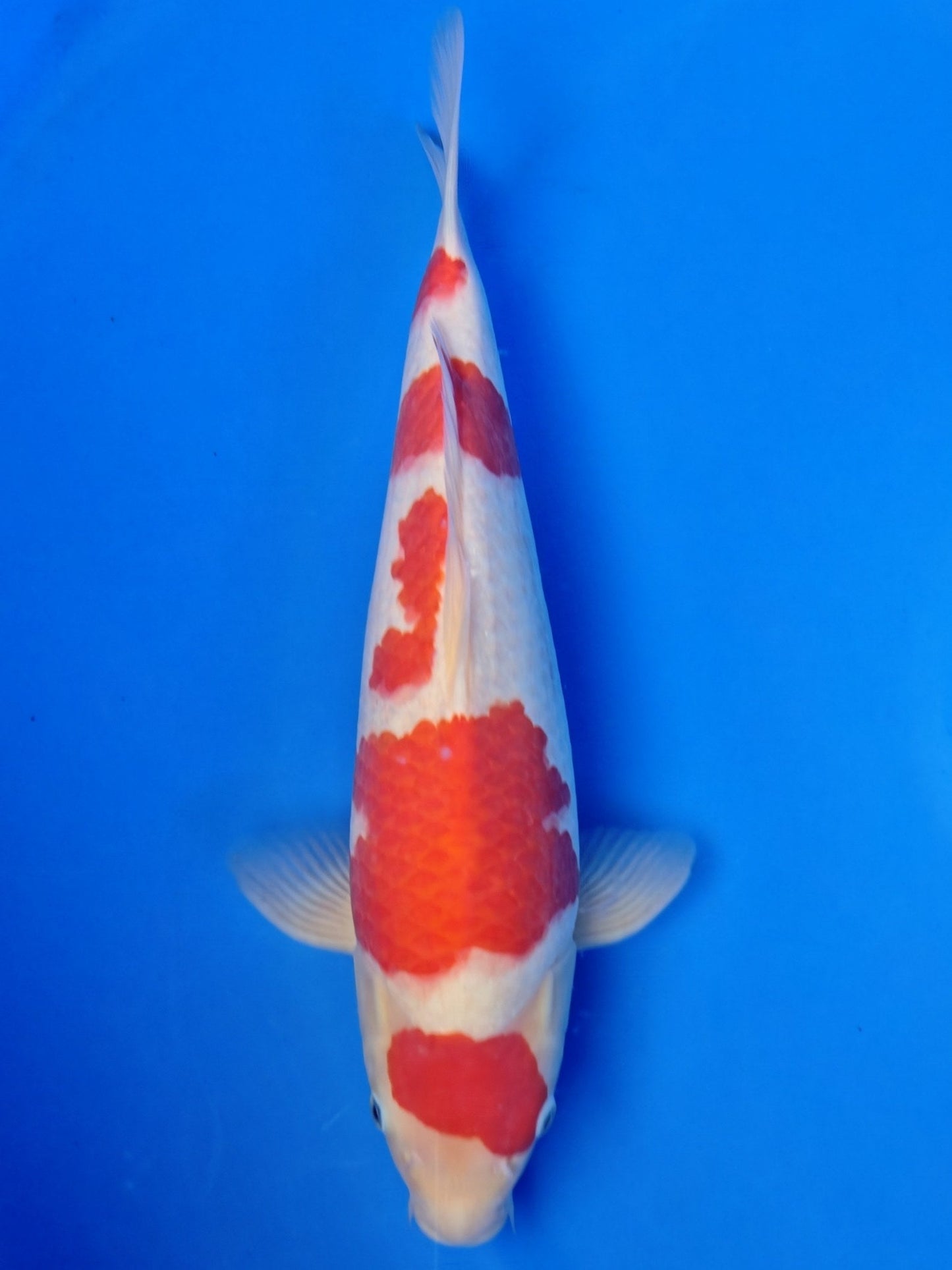 Koi fish for sale — 43 cm Hoshikin Kohaku at ChampKoi