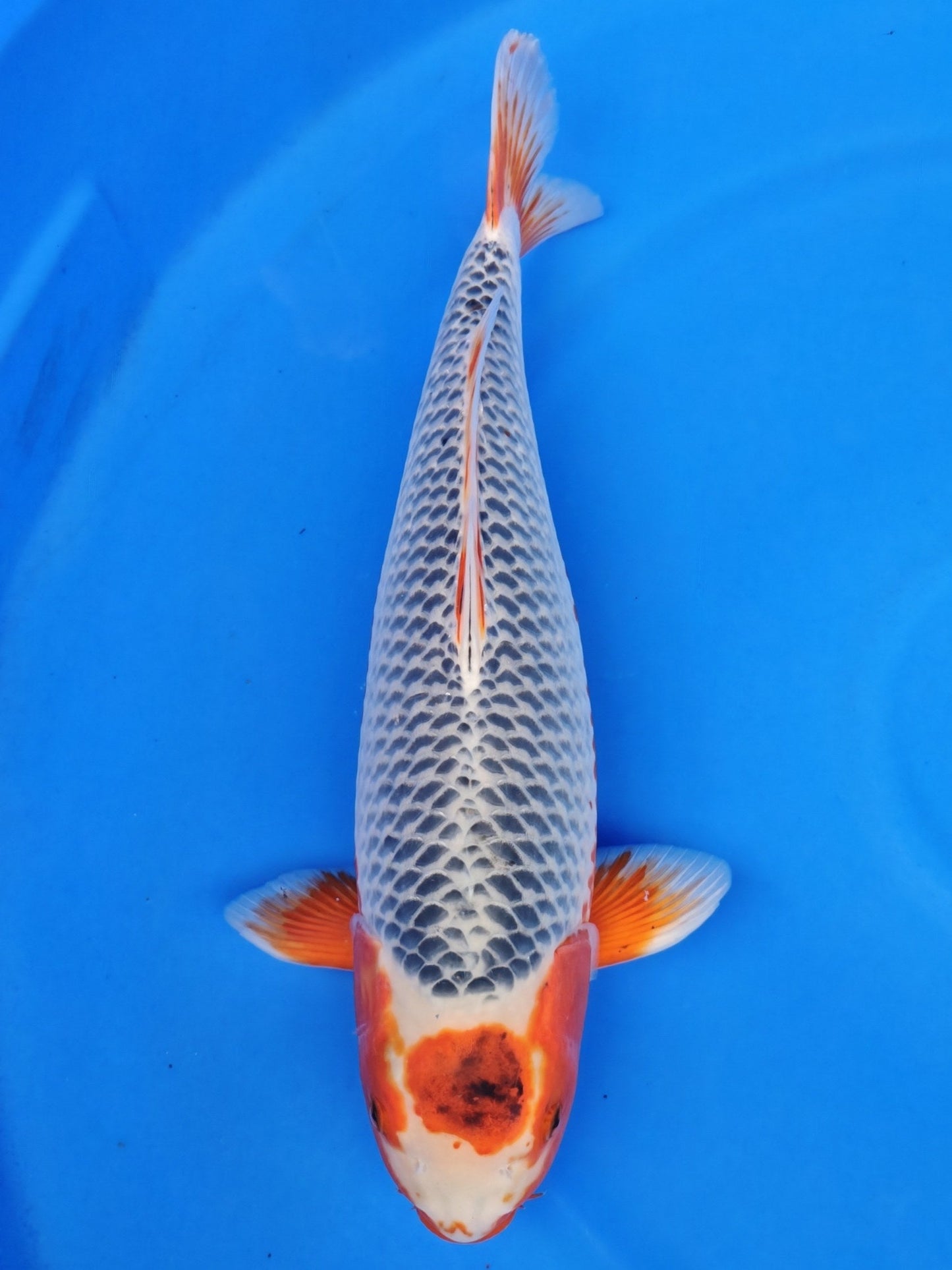 Koi fish for sale — 55 cm Otsuka Asagi at ChampKoi