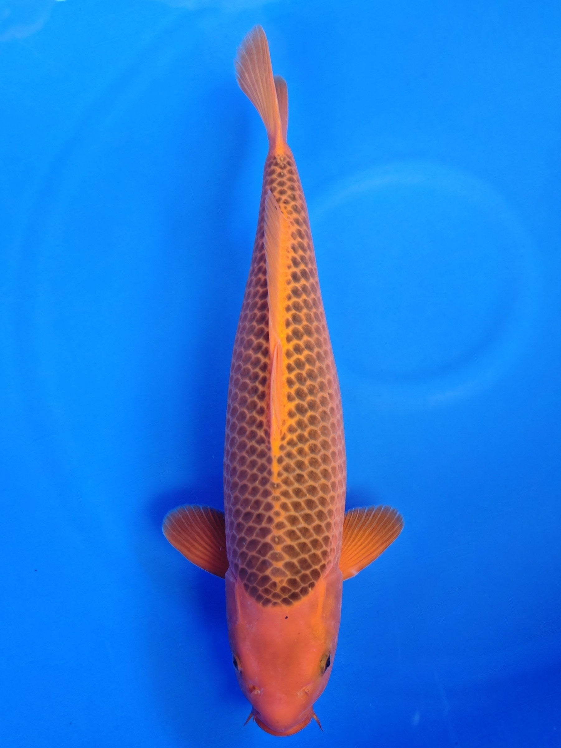 Koi fish for sale — 57 cm Otsuka Asagi at ChampKoi