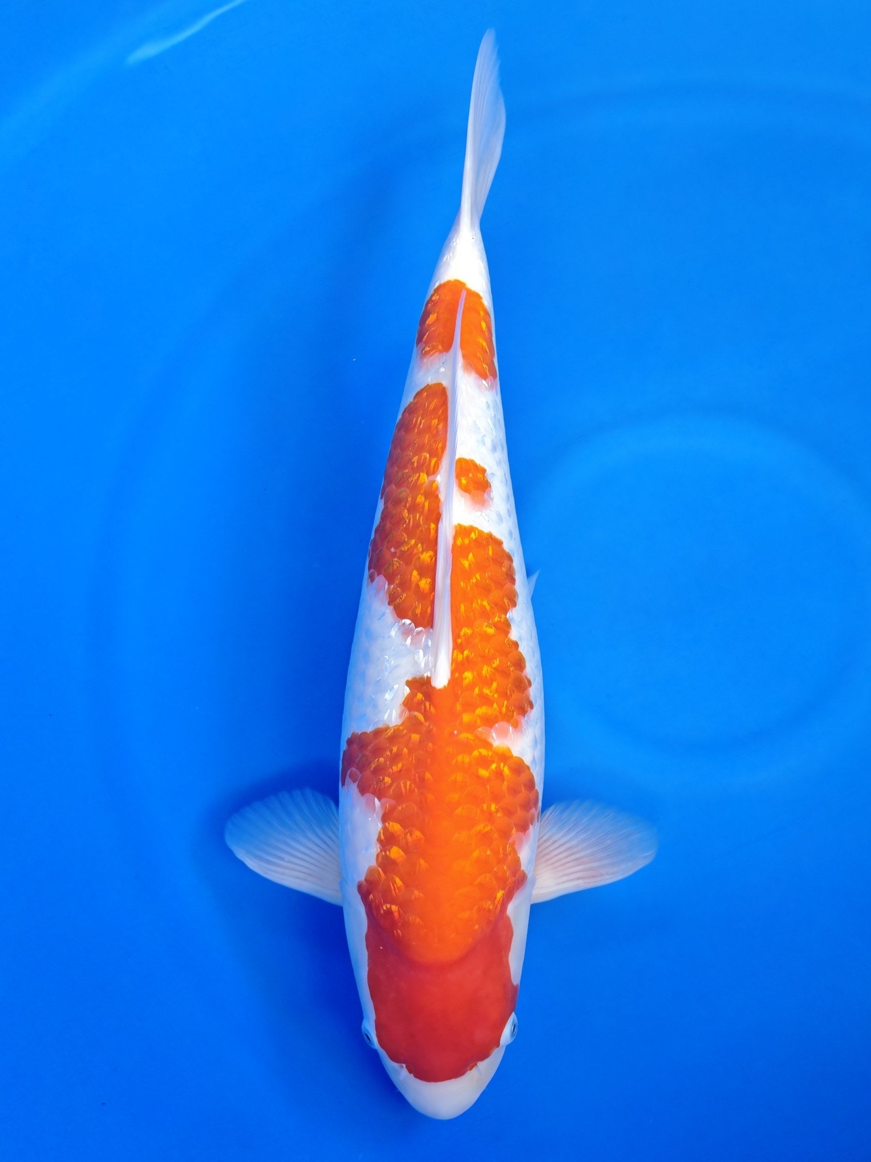 Koi fish for sale — 58 cm Teradomari Ginrin Kohaku at ChampKoi