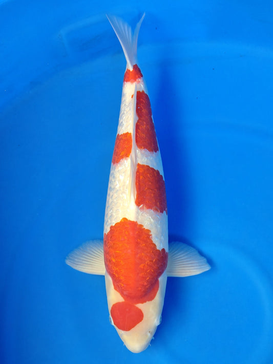 Koi fish for sale — 58 cm Teradomari Ginrin Kohaku at ChampKoi