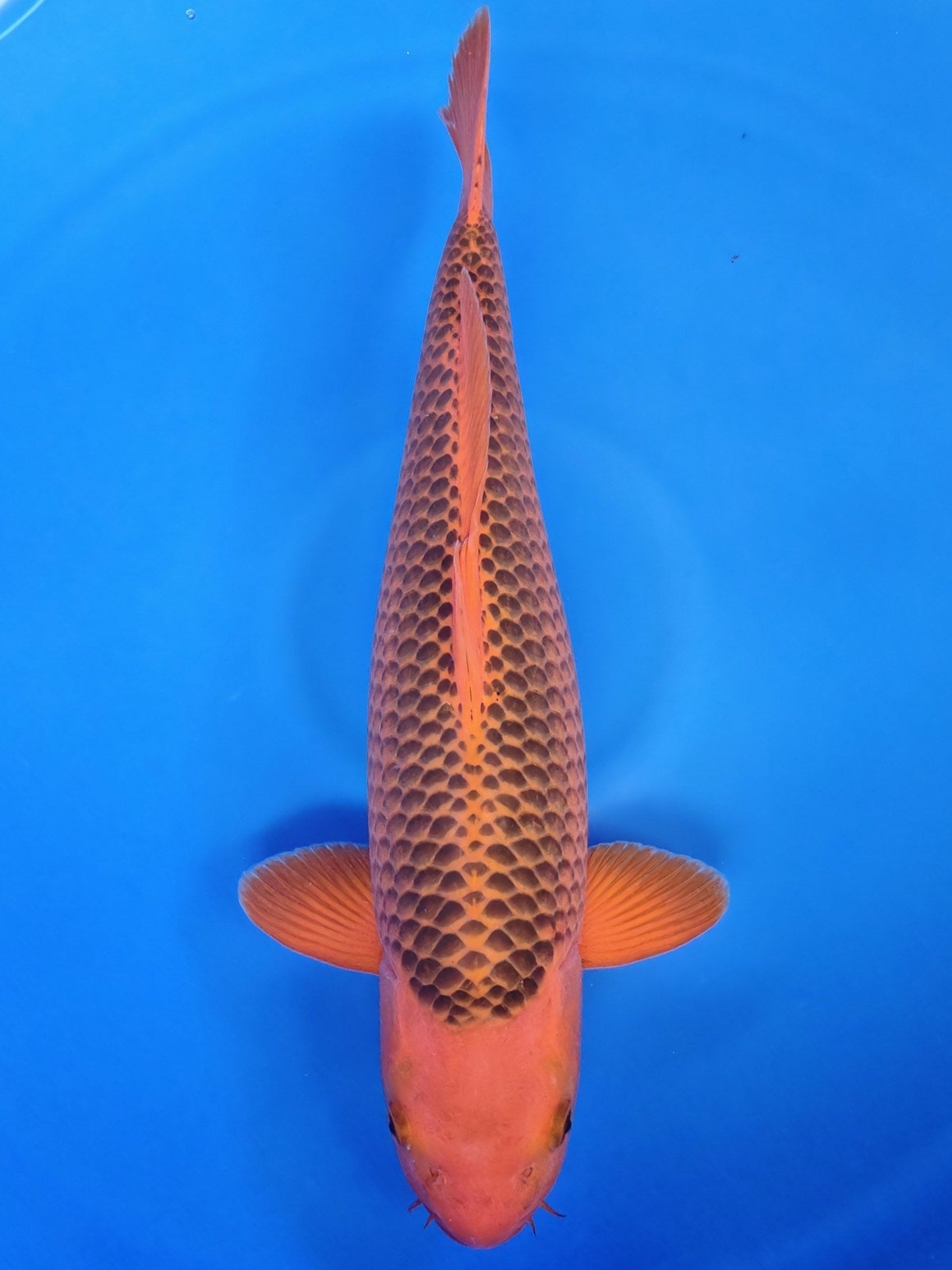 Koi fish for sale — 57 cm Otsuka Aka Matsuba at ChampKoi