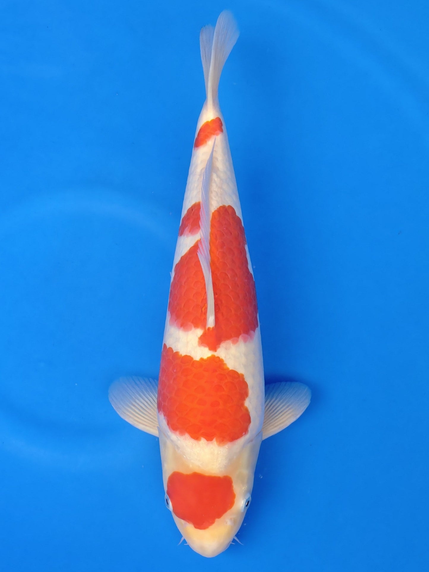 Koi fish for sale — 43 cm Hoshikin Kohaku at ChampKoi