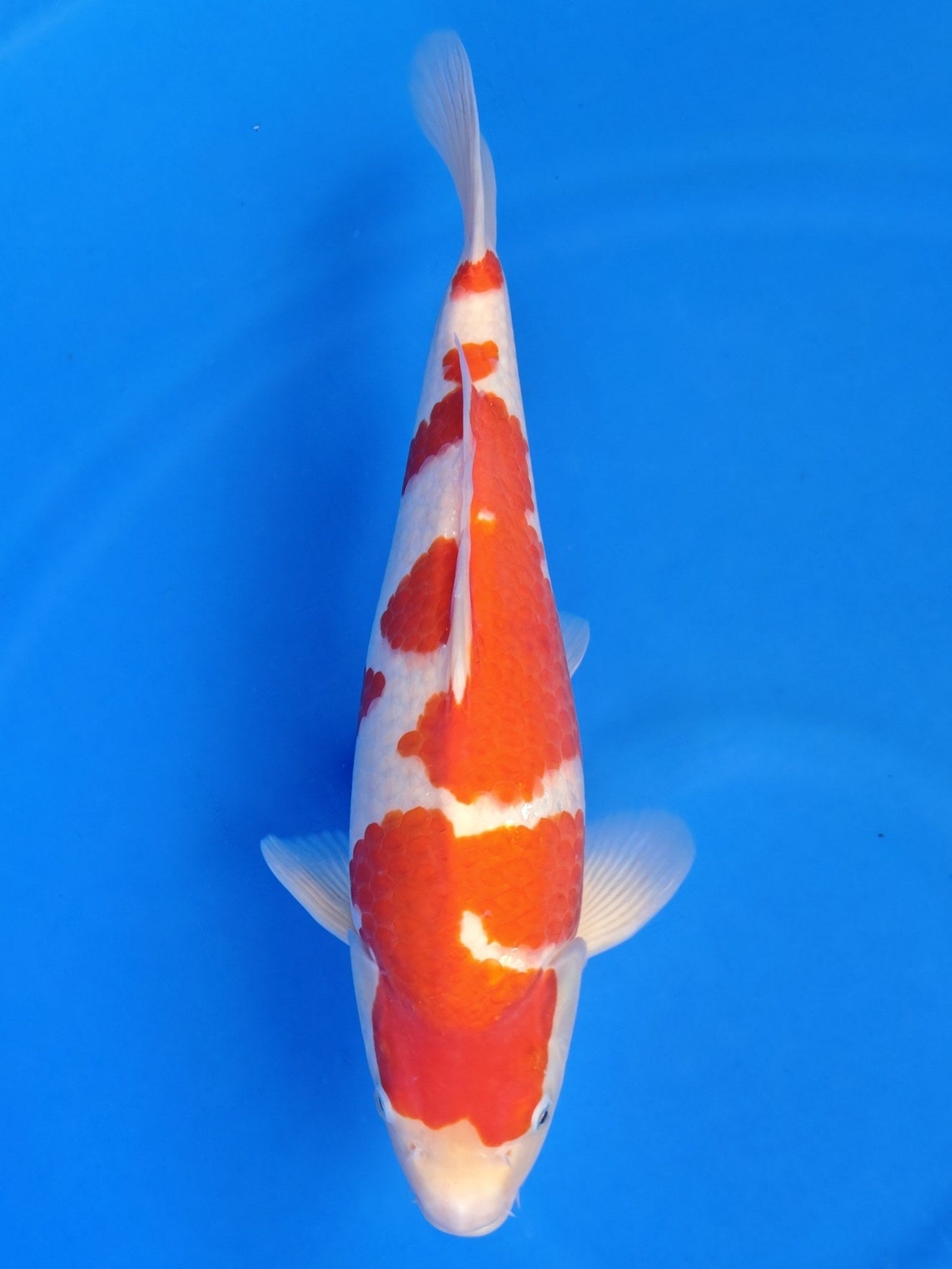 Koi fish for sale — 43 cm Hoshikin Kohaku at ChampKoi