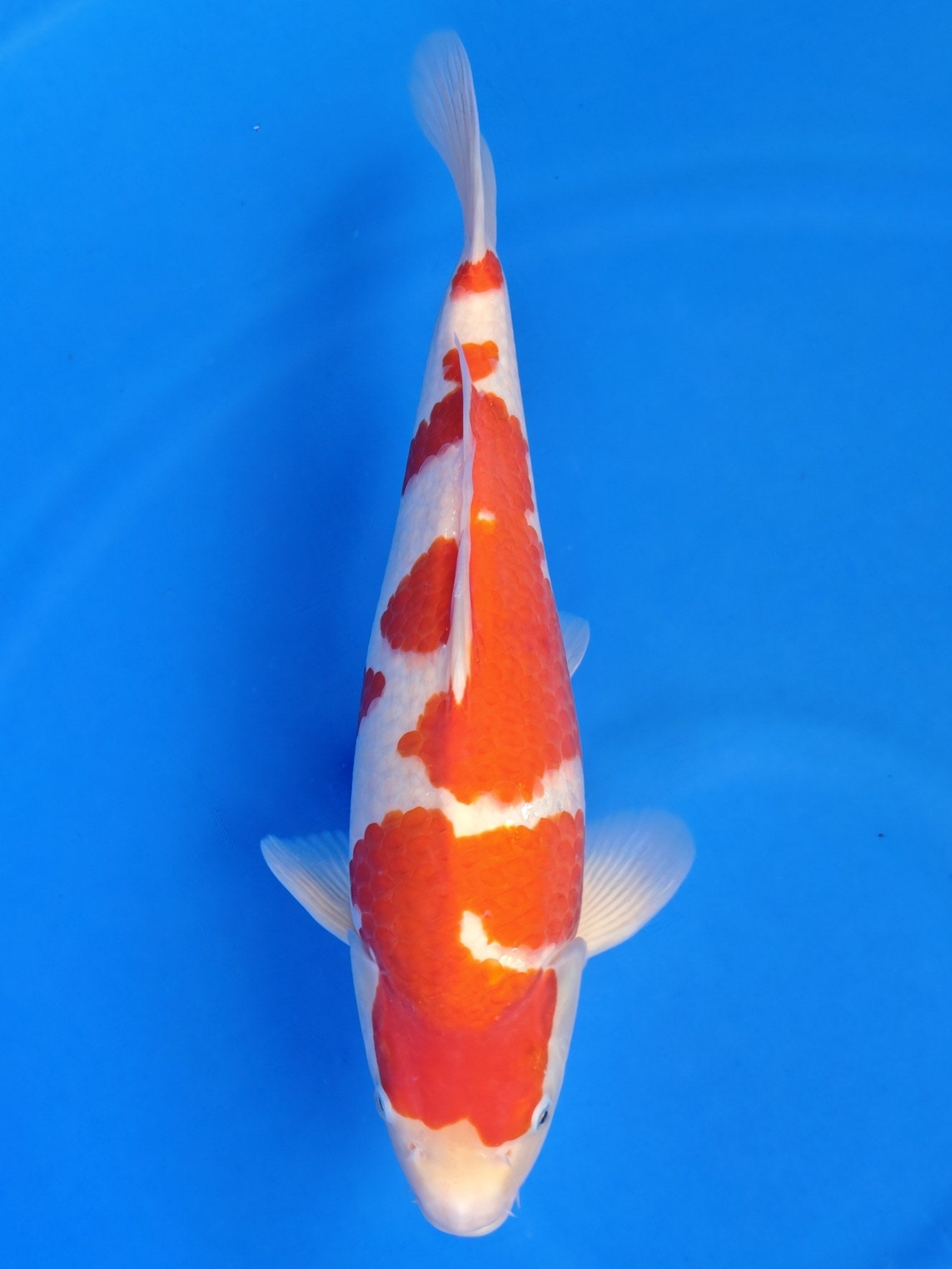 Koi fish for sale — 43 cm Hoshikin Kohaku at ChampKoi