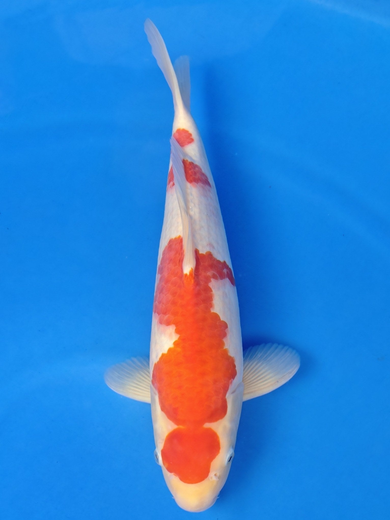 26A-043: 43cm Hoshikin Kohaku | ChampKoi - Champion Nishikigoi