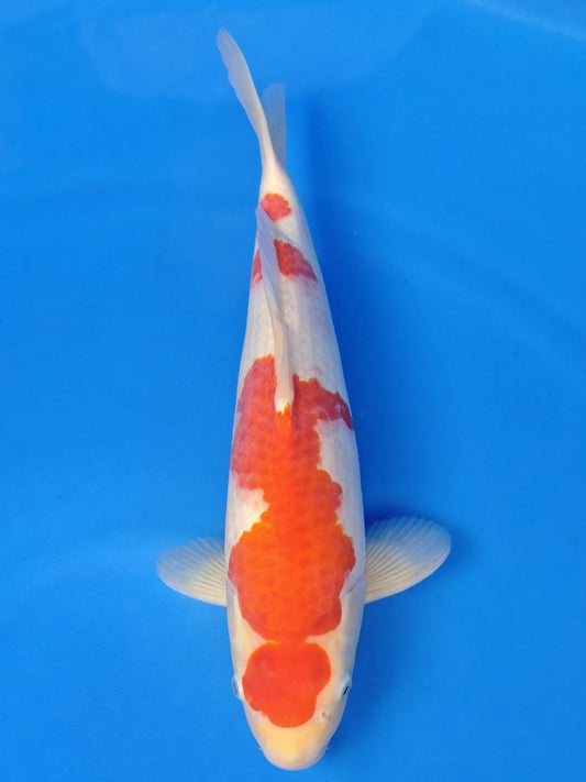 Koi fish for sale — 43 cm Hoshikin Kohaku at ChampKoi