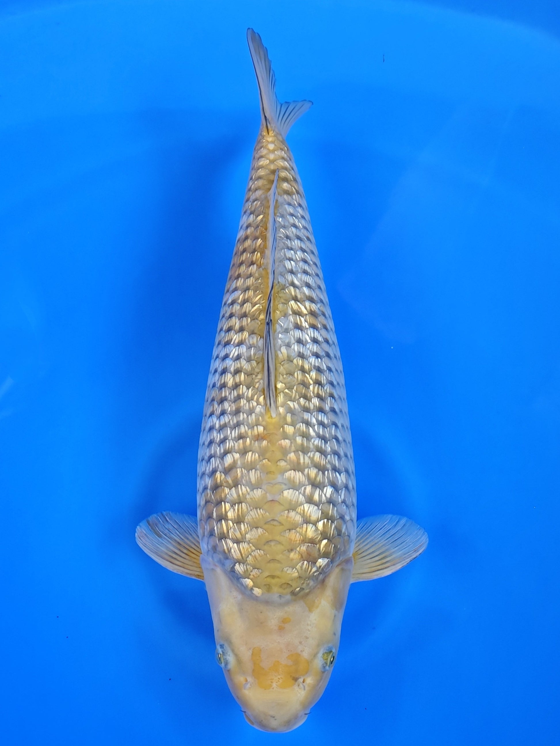 Koi fish for sale — 51 cm Hiroi Ginrin Ochiba at ChampKoi